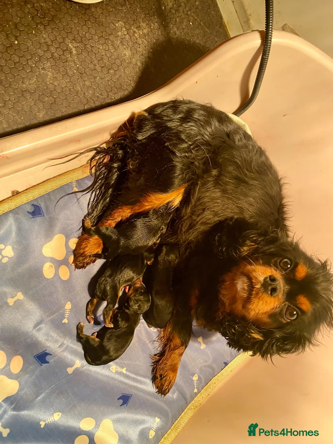 Mixed Breed dogs for sale: Cavalier x Biewer terrier  - Advert 9