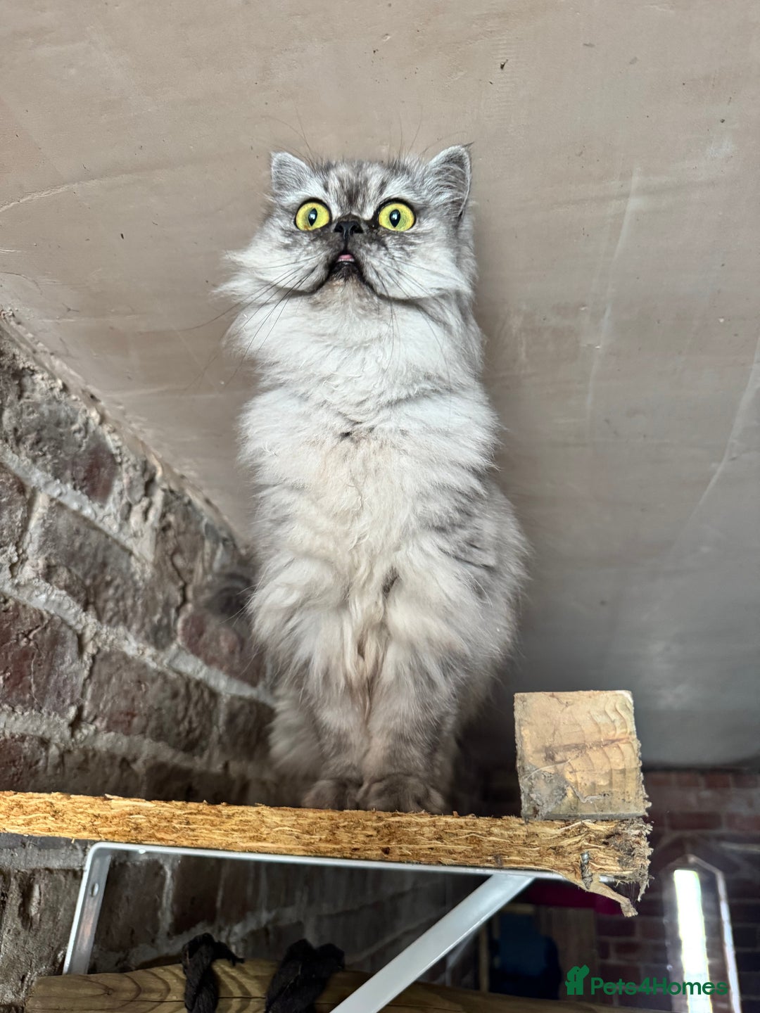 Persian cats for sale: Chinchilla Persians  - Advert 11