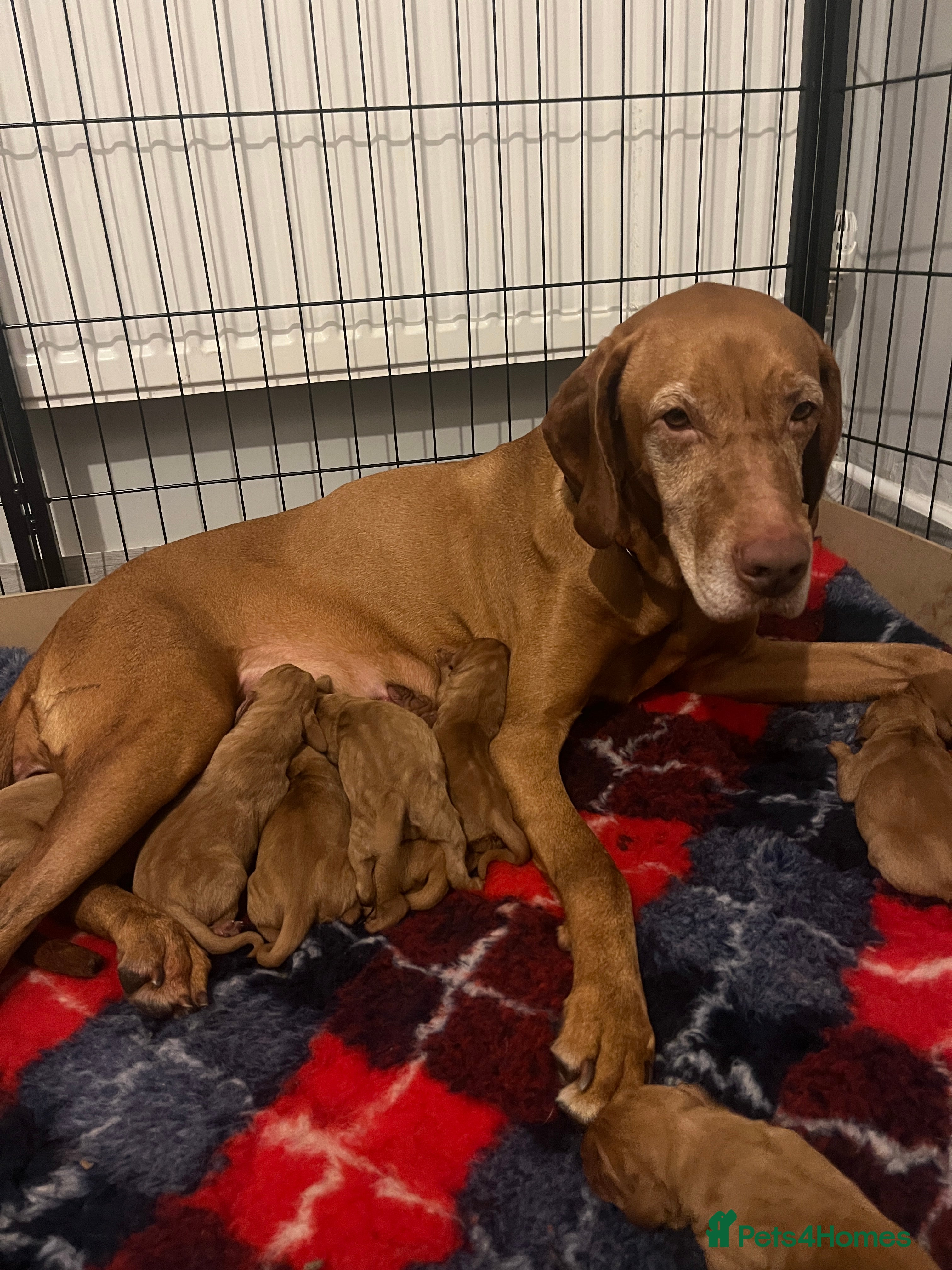Hungarian Vizsla dogs Wirehaired Hungarian Viszla, KC registered. - Advert 5