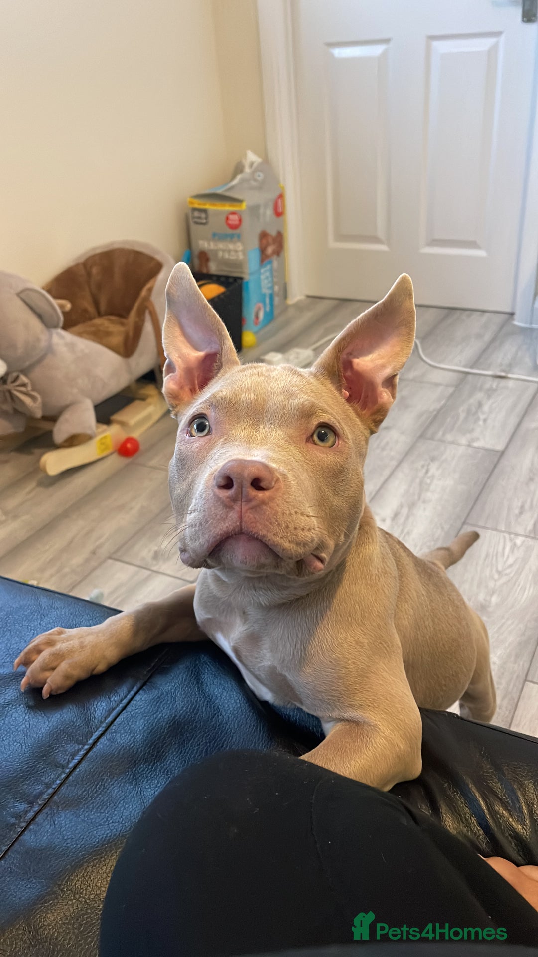 American Bully dogs for sale: Nova - Beautiful 1-Year-Old American Pocket Bully - Advert 8