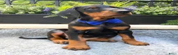 Dobermann dogs for sale: *KC REGISTERED* HEALTH TESTED DOBERMAN PUPPIES - Advert 14