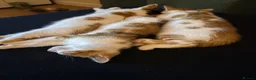 Mixed Breed cats for sale: 3 girls looking for forever homes  - Advert 3