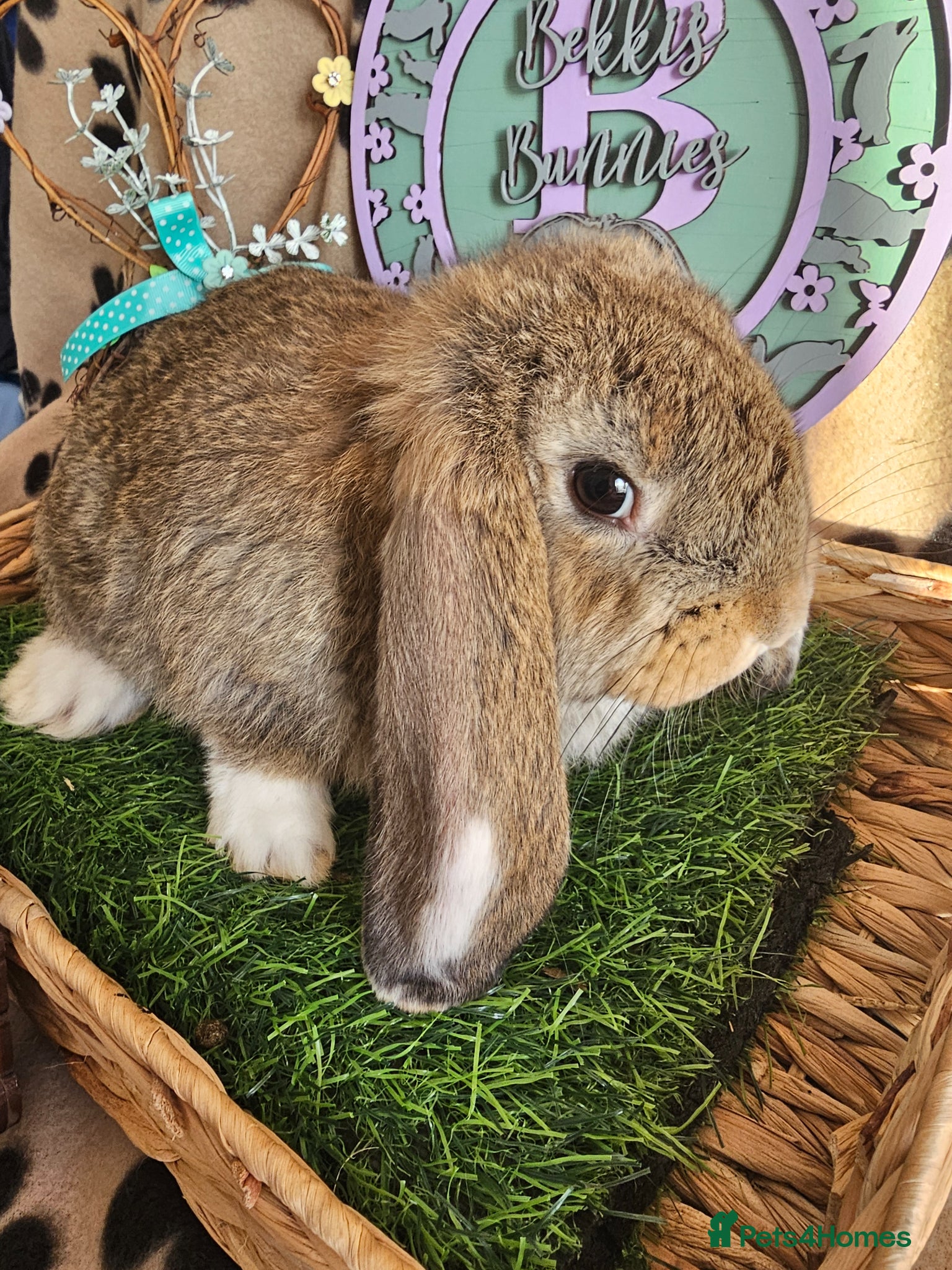 French Lop rabbits Vaccinated Giant French Lop Babies  - Advert 2