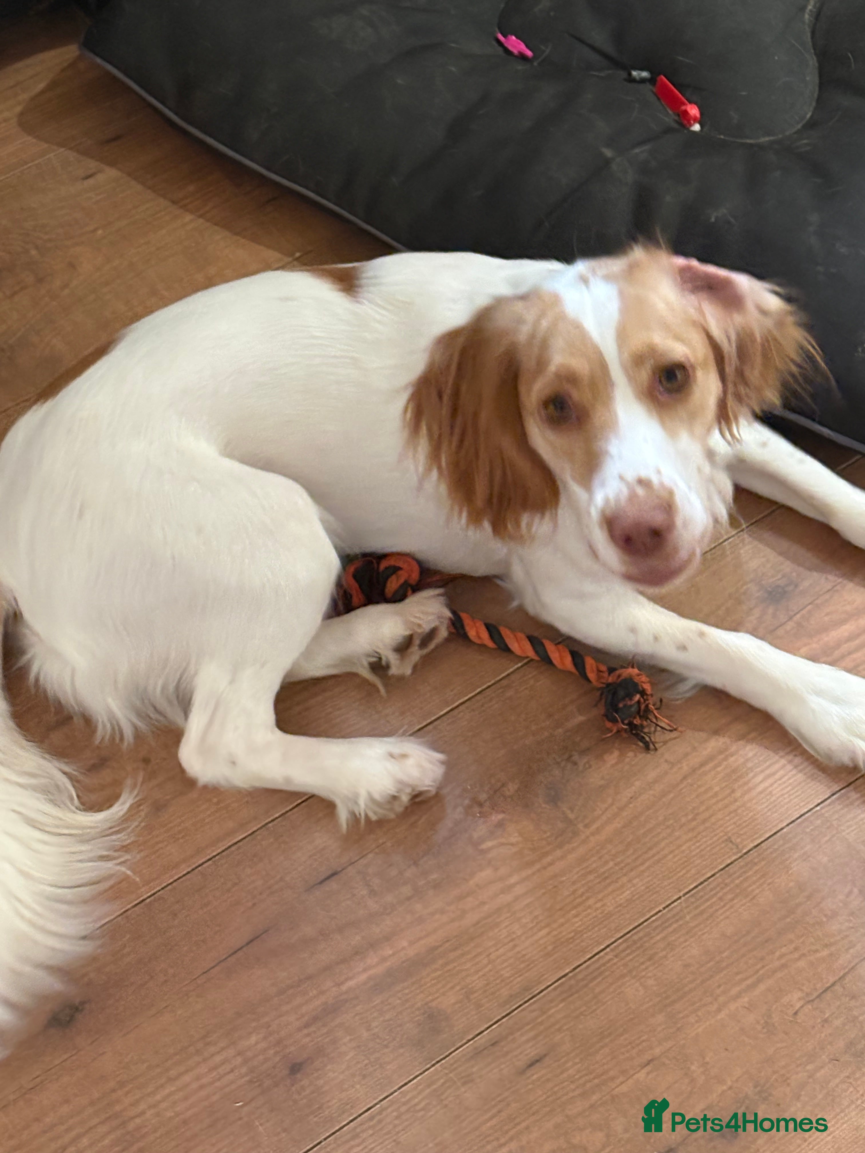 Cocker Spaniel dogs Bella  - Advert 15