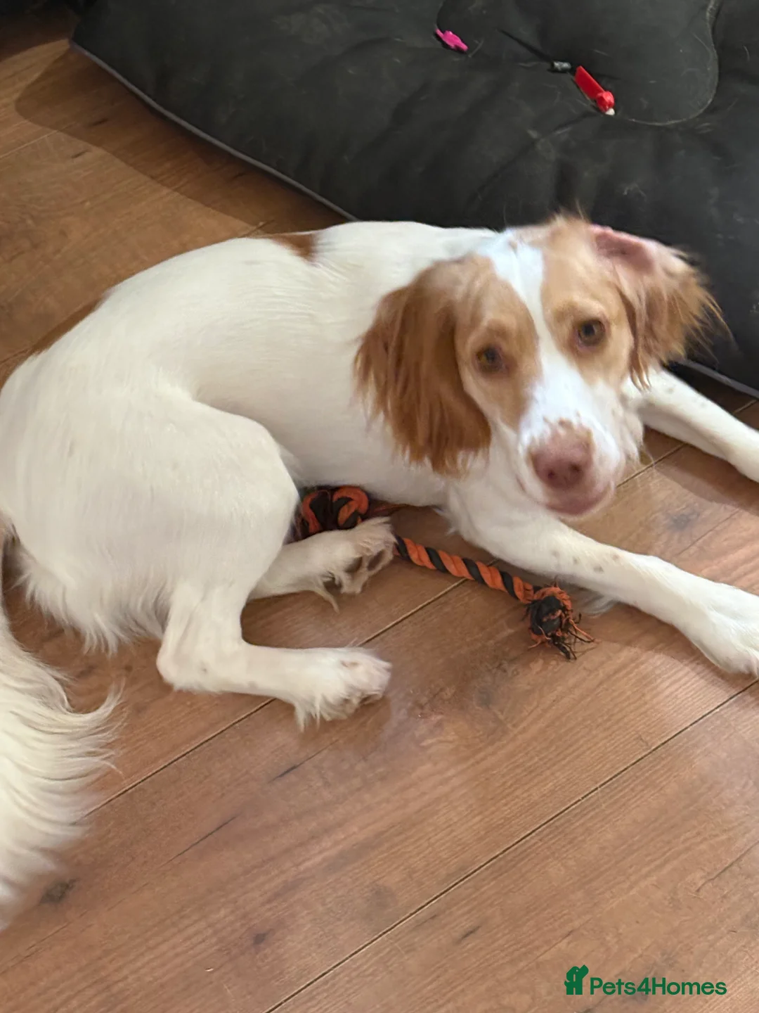 Cocker Spaniel dogs for sale: Bella  - Advert 1