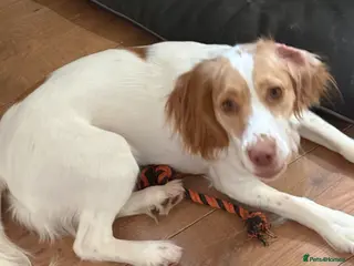 Cocker Spaniel dogs Bella - Advert 1