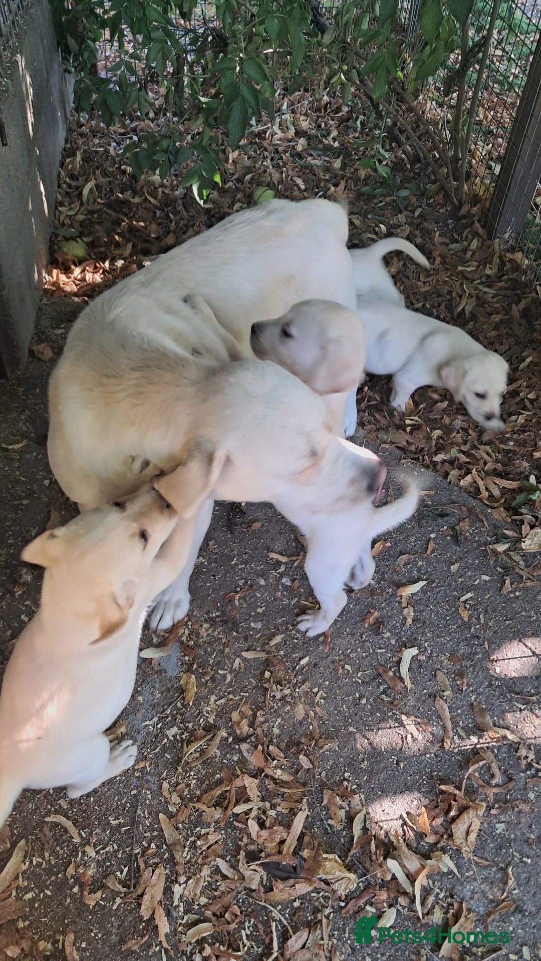 Labrador Retriever dogs for sale: Robust, sensible, yellow KC Labrador Pups - Image 9