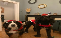Bernedoodle dogs for sale: ⭐️⭐️F2 BERNEDOODLE PUPPIES⭐️⭐️ - Image 12