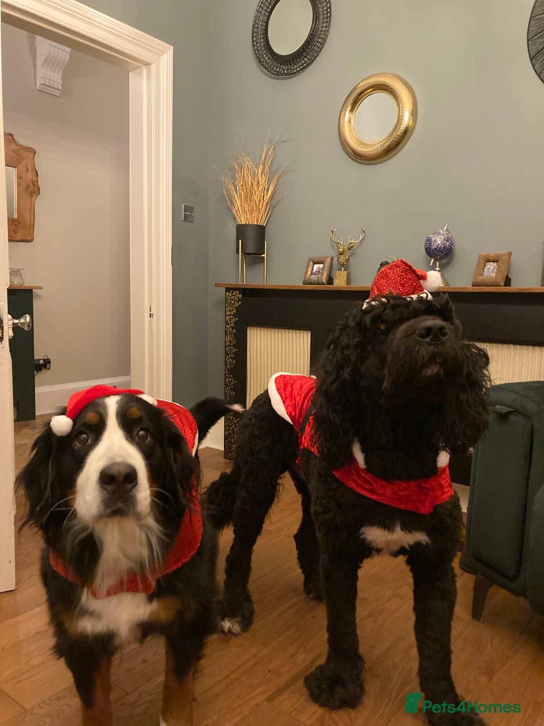 Bernedoodle dogs for sale: ⭐️⭐️F2 BERNEDOODLE PUPPIES⭐️⭐️ - Image 12