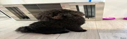 Toy Poodle dogs for sale: Kc registered toy poodle male black  in Bicester - Advert 4