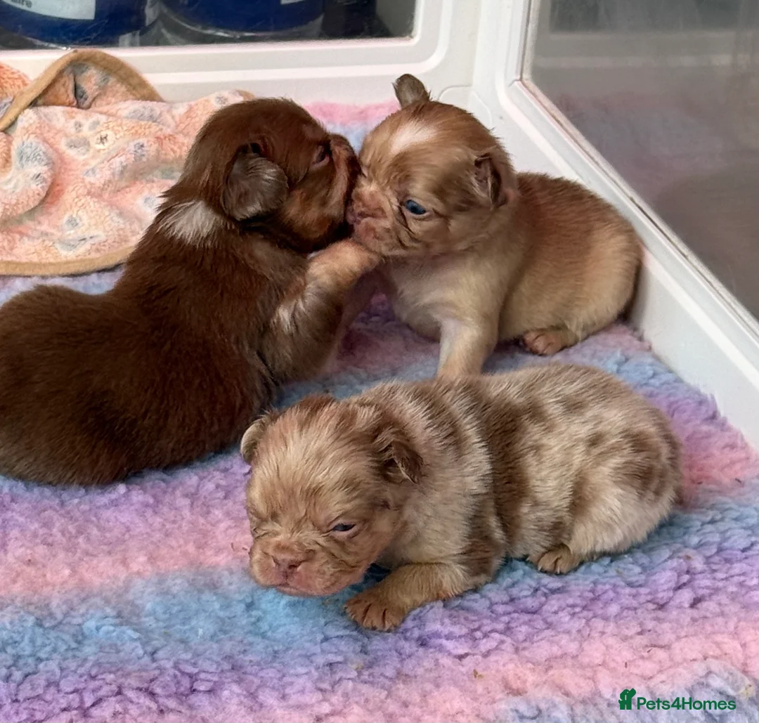 French Bulldog dogs for sale: Full fluffy frenchies  - Advert 13