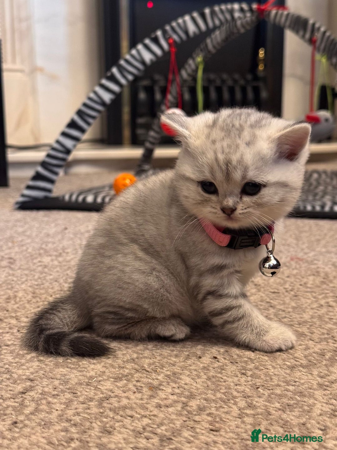 British Shorthair cats for sale: 1 boy 1 girl, ready to leave 11th March - Advert 5