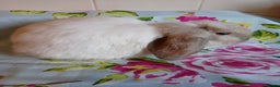 Mini Lop rabbits for sale: Pedigree Mini Lops - Advert 3