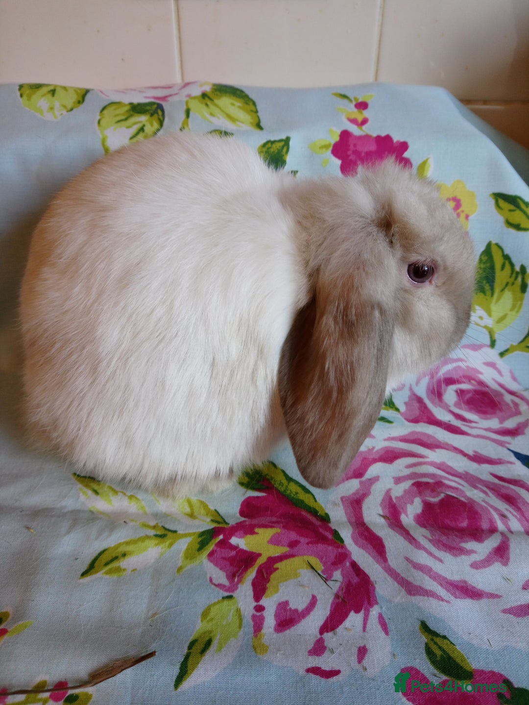 Mini Lop rabbits for sale: Pedigree Mini Lops - Advert 3