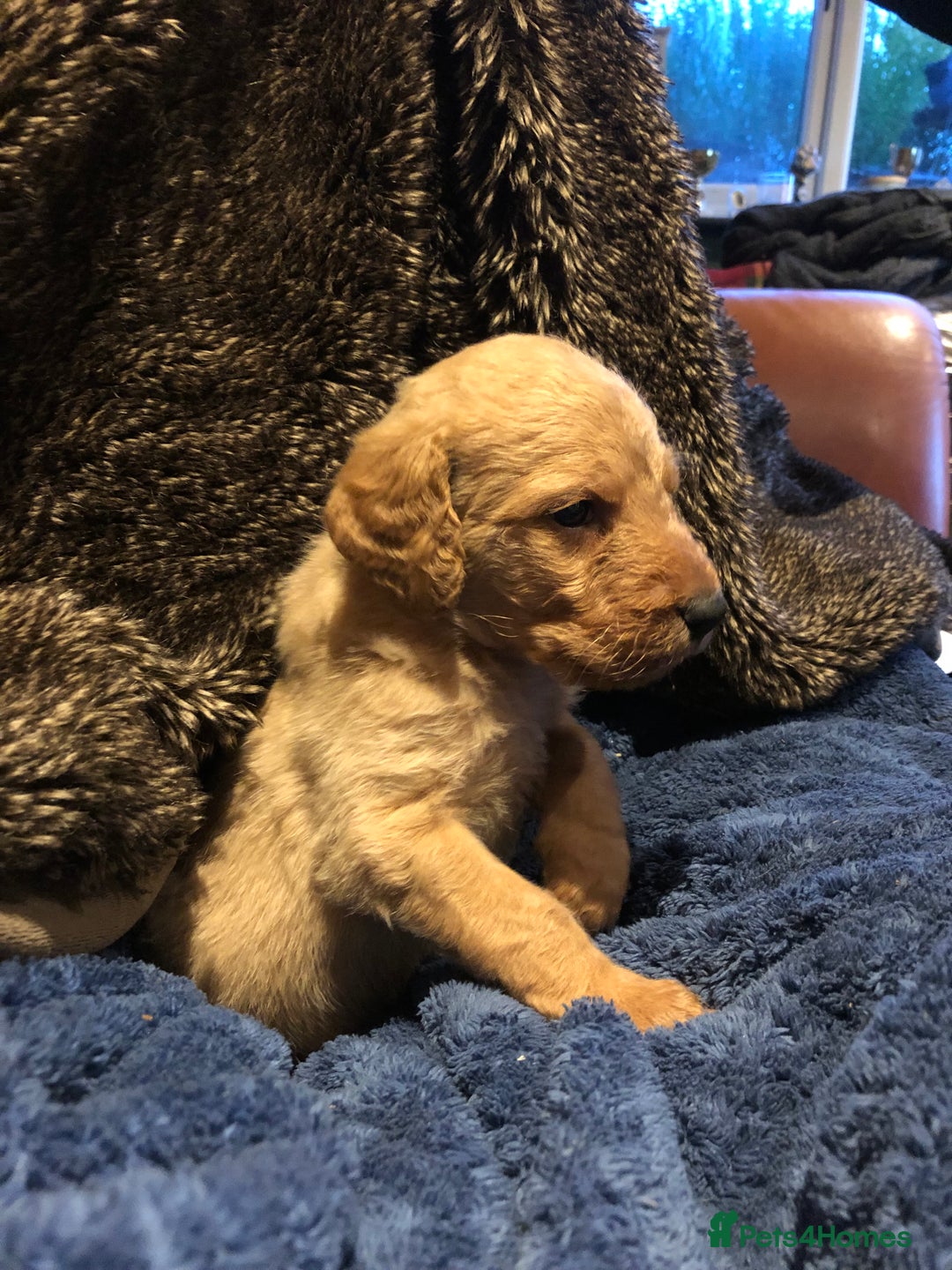 Labradoodle dogs for sale: READY NOW TOP QUALITY Standard F1 Labradoodles - Advert 18