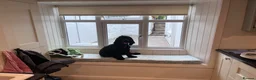 Cocker Spaniel dogs for sale: 8 Month Show Cocker Spaniel Male - Advert 2