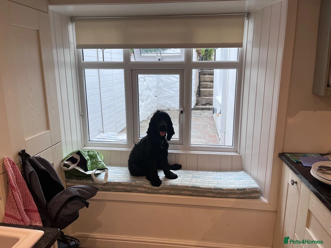 Cocker Spaniel dogs for sale: 8 Month Show Cocker Spaniel Male - Advert 2