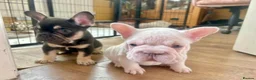 French Bulldog dogs for sale: French Bulldog Puppies  2 Boys & 1 Girl - Advert 5