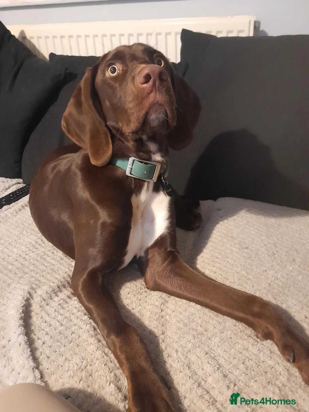 Mixed Breed dogs for sale: Male weimaraner x springer  in Cromer - Advert 2