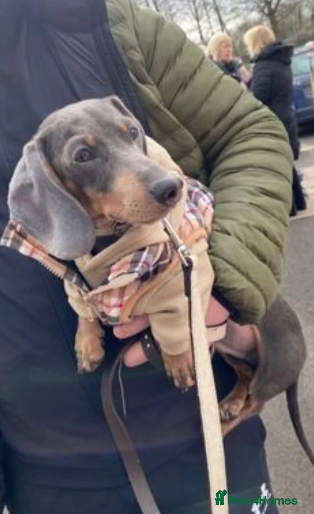Miniature Dachshund dogs for stud: 🐾HUGO THE BOSS (KC REG & PRA CLEAR) PROVEN STUD🐾 in Manchester - Advert 30
