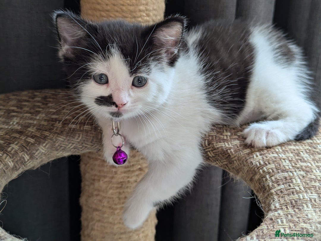 Domestic Shorthair cats for sale: Domestic Shorthair Female Kitten Available Now in Salisbury - Image 6