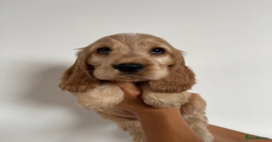 Cocker Spaniel dogs in Cambridge - Advert 14
