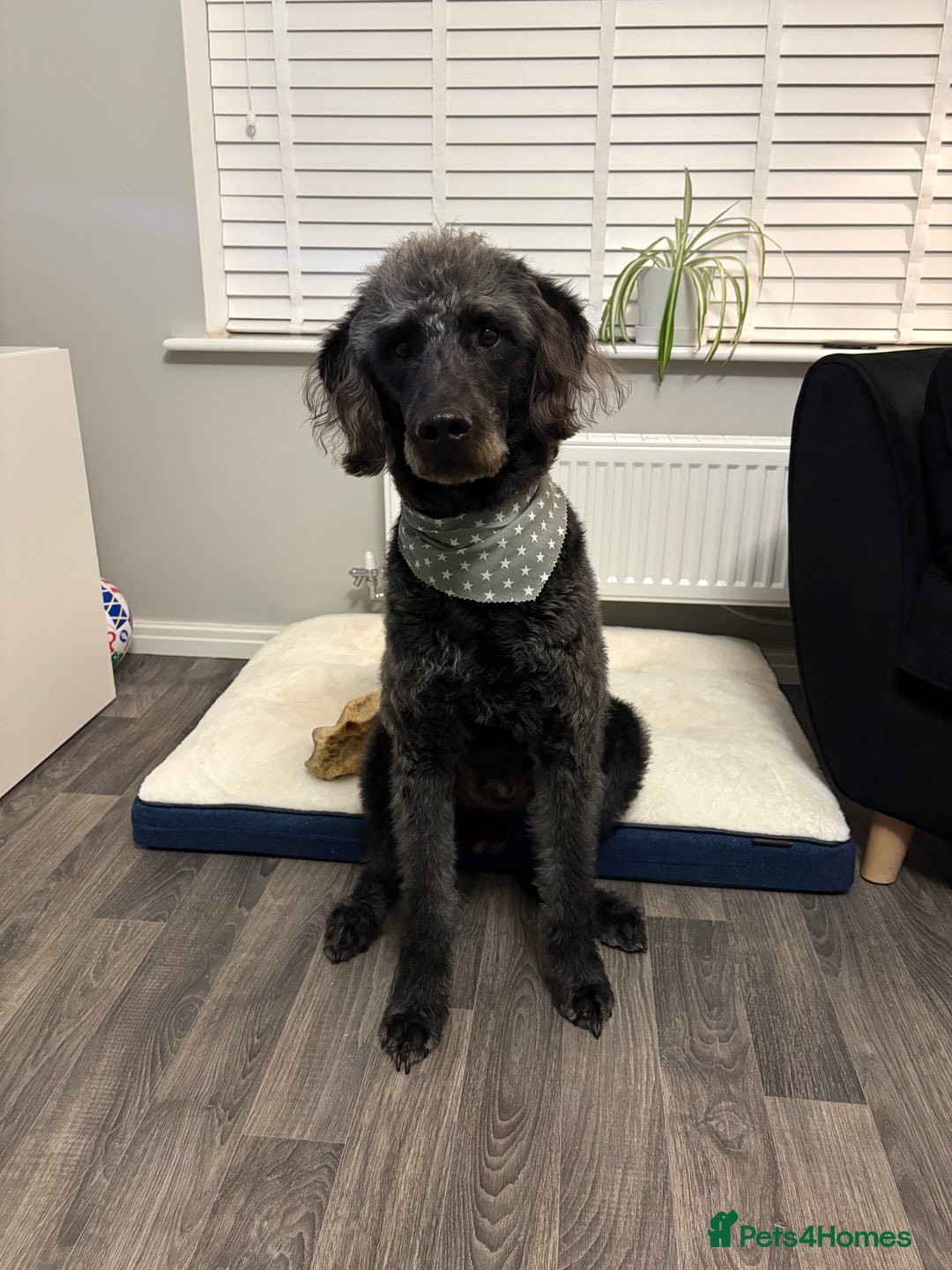 Labradoodle dogs for sale: Rehome due to no fault of his own  - Image 1
