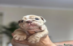 English Bulldog dogs for sale: Beautiful English Bulldog Puppies - Image 25