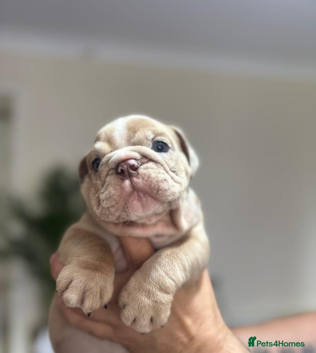 English Bulldog dogs for sale: Beautiful English Bulldog Puppies - Image 25
