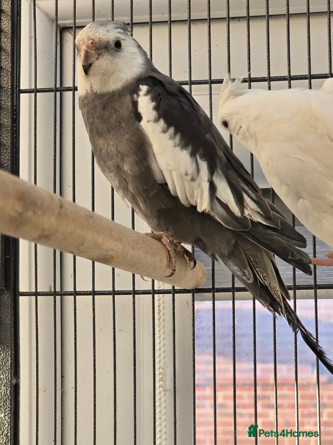 Cockatiels birds for sale: Cocatiels for sale.  - Advert 3