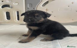 Shepsky dogs for sale: Beautiful puppies  - Image 6