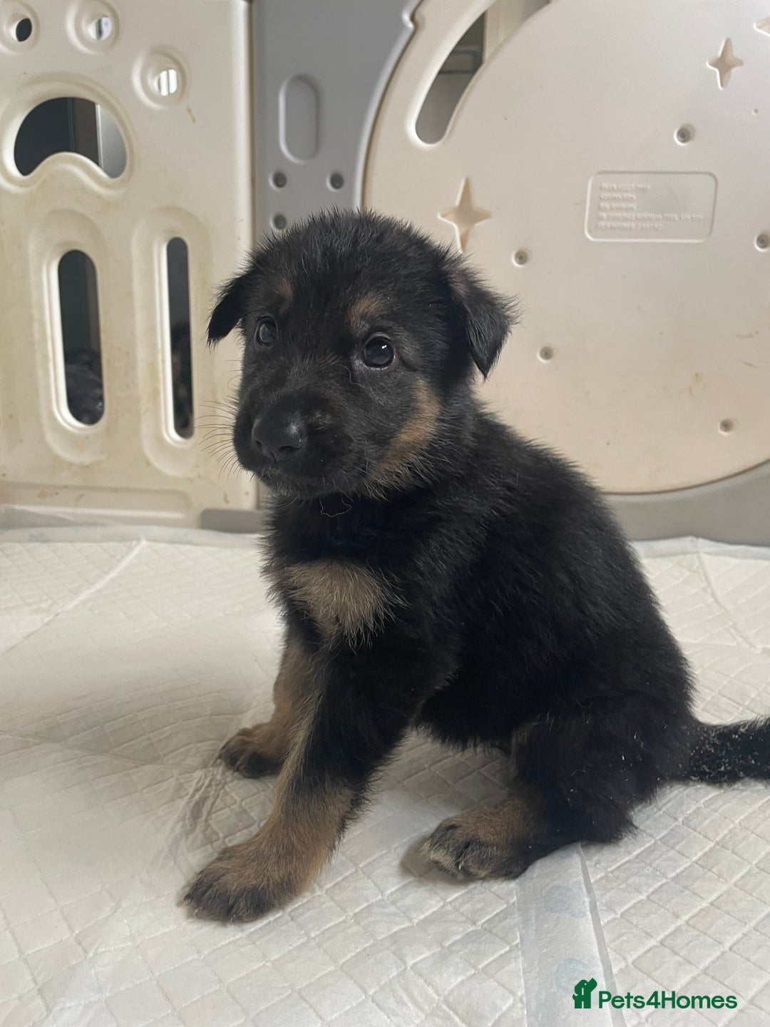 Shepsky dogs for sale: Beautiful puppies  - Image 6