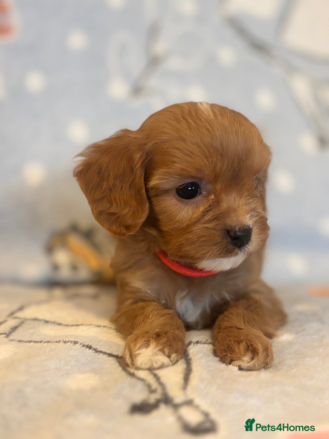 Cavapoo dogs for sale: Beautiful cavapoo pups from family home  - Advert 10