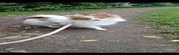 Pomeranian dogs for sale: Beautiful parti female - Advert 3