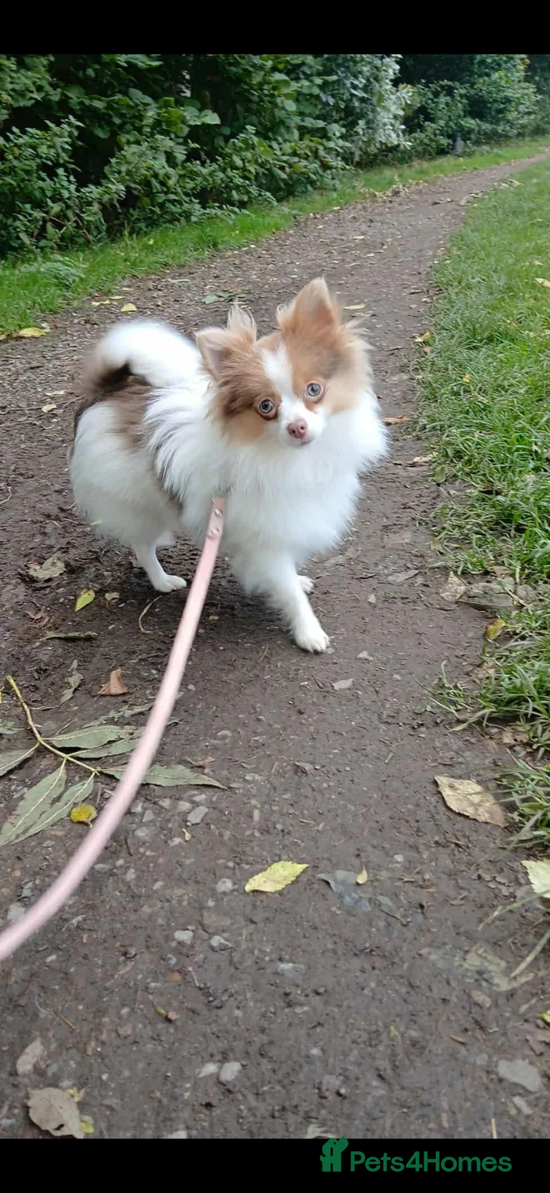 Pomeranian dogs for sale: Beautiful parti female - Advert 3