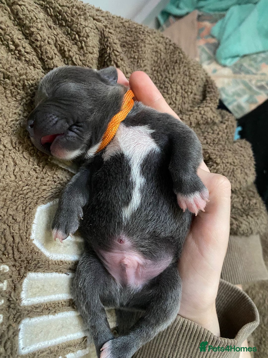 Staffordshire Bull Terrier dogs for sale: ForSale blue Staffordshire staffy pups 1 GIRL LEFT - Image 7