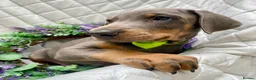Dobermann dogs for sale: *KC REGISTERED* HEALTH TESTED DOBERMAN PUPPIES* - Advert 4