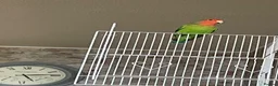 Lovebirds birds for sale: Beautiful baby lovebird - Advert 8