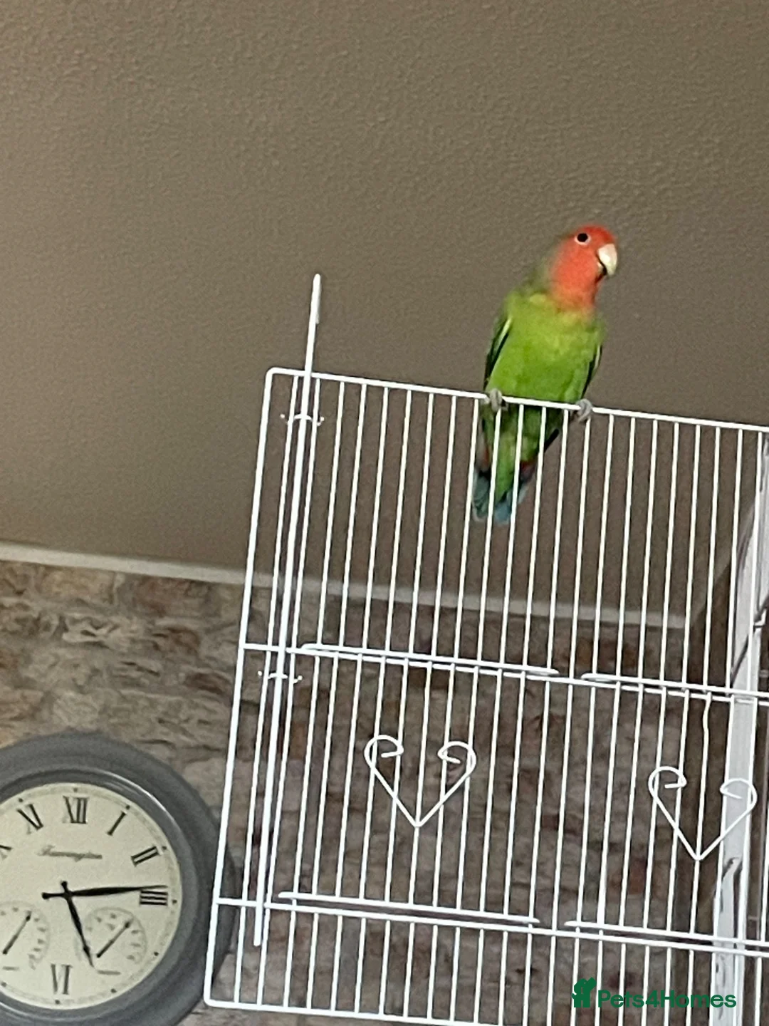 Lovebirds birds for sale: Beautiful baby lovebird - Advert 8