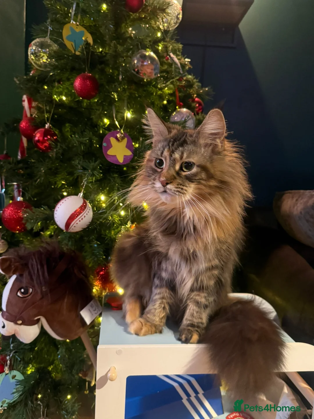 Maine Coon cats for sale: Stunning litter of Maine coons  in Glastonbury - Advert 2