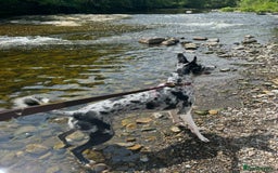 Deerhound dogs for stud: STUD  in Crook - Image 5