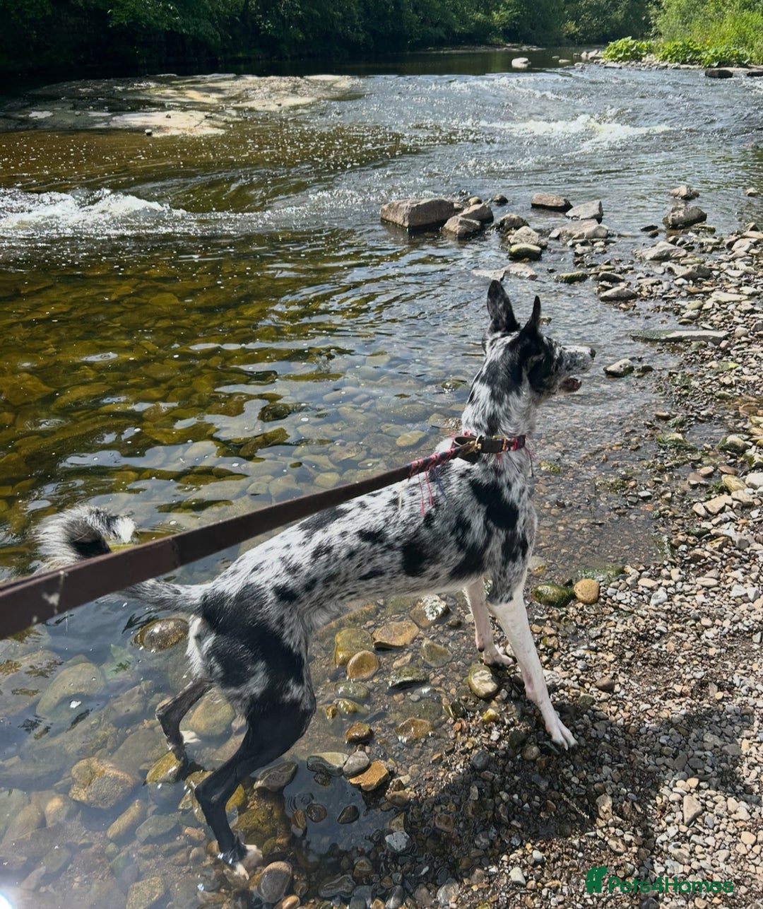 Deerhound dogs for stud: STUD  in Crook - Image 5