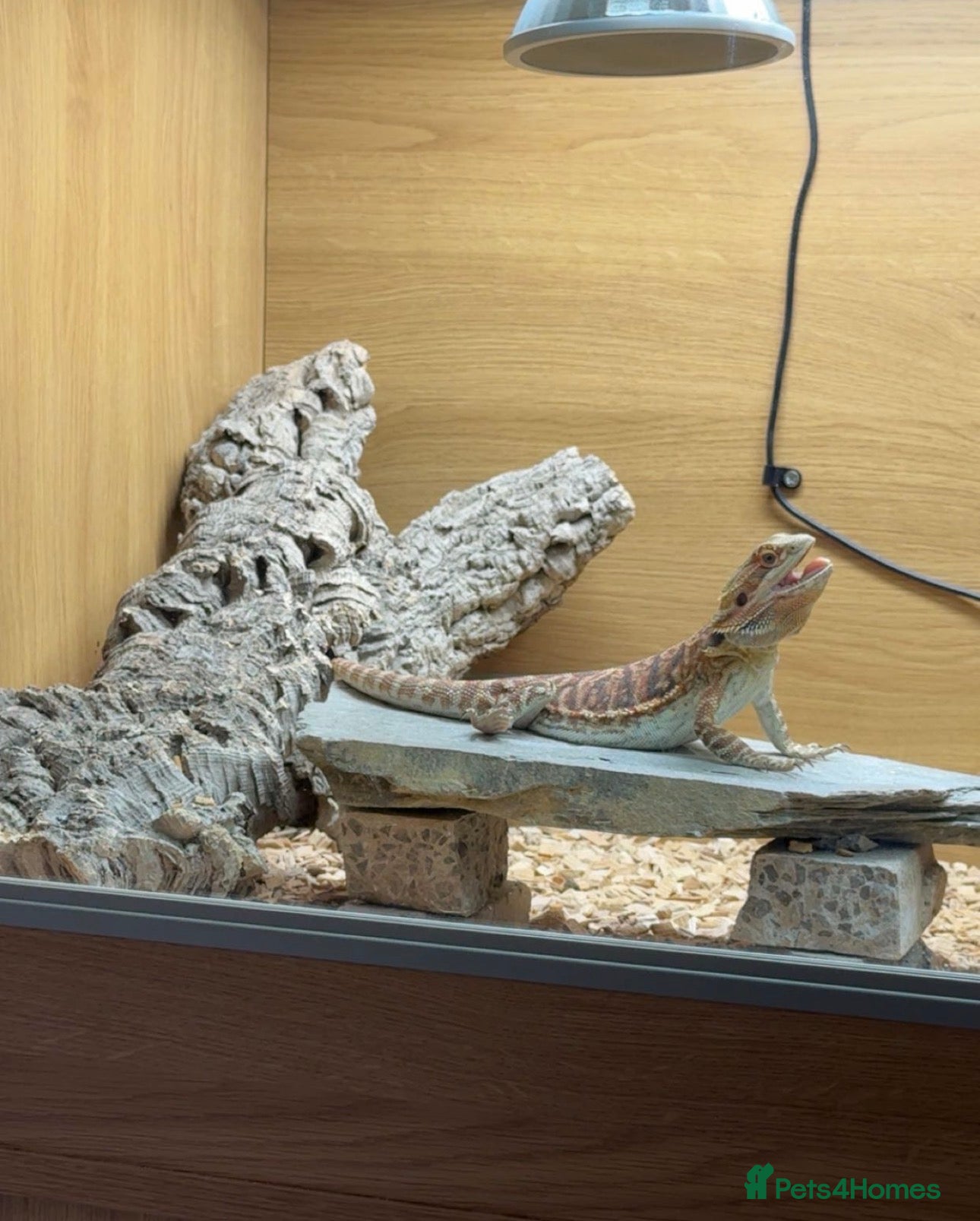 Bearded Dragon reptiles 1 year old bearded dragon and full set up - Advert 2