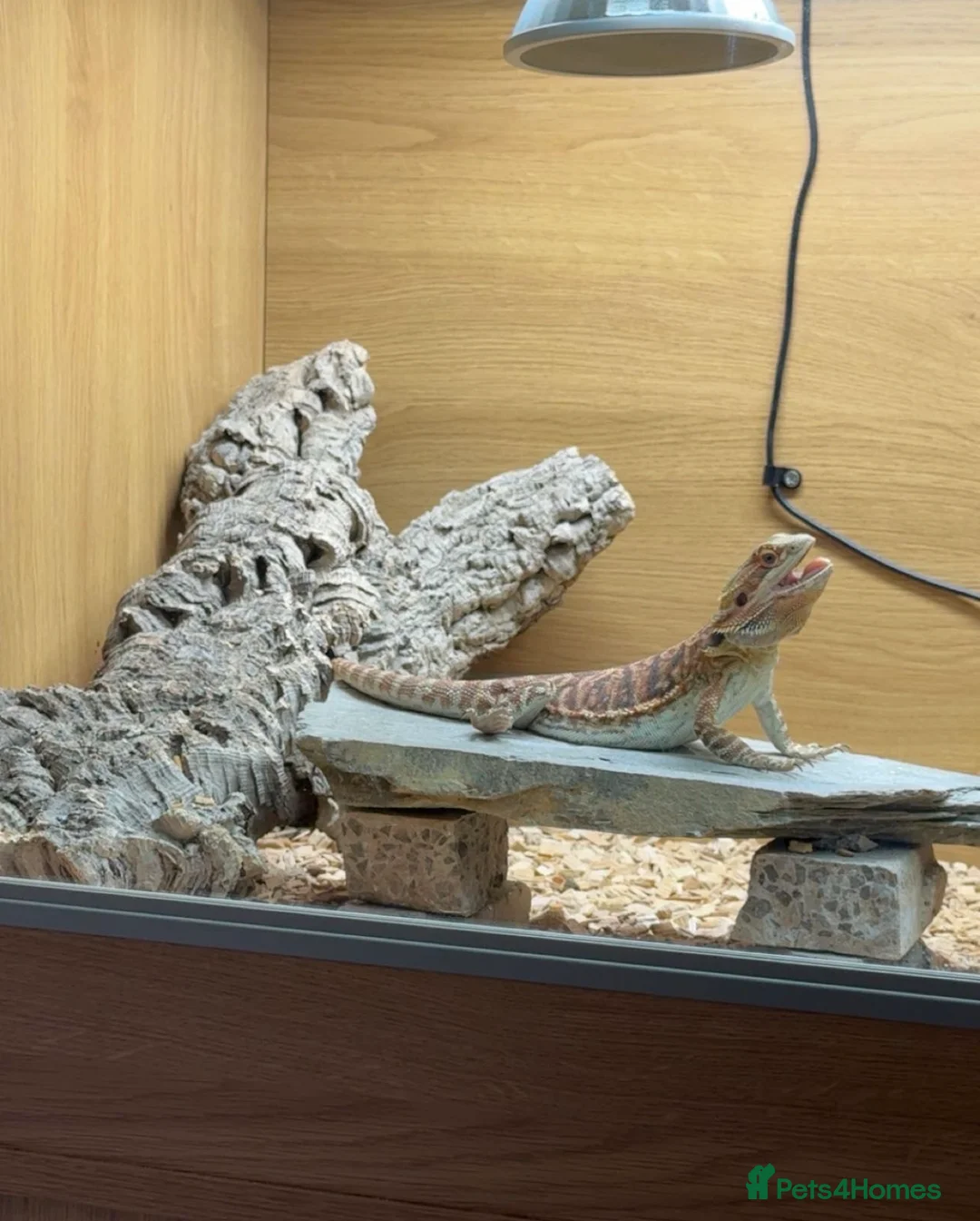 Bearded Dragon reptiles for sale: 1 year old bearded dragon and full set up in Bridgend - Advert 1