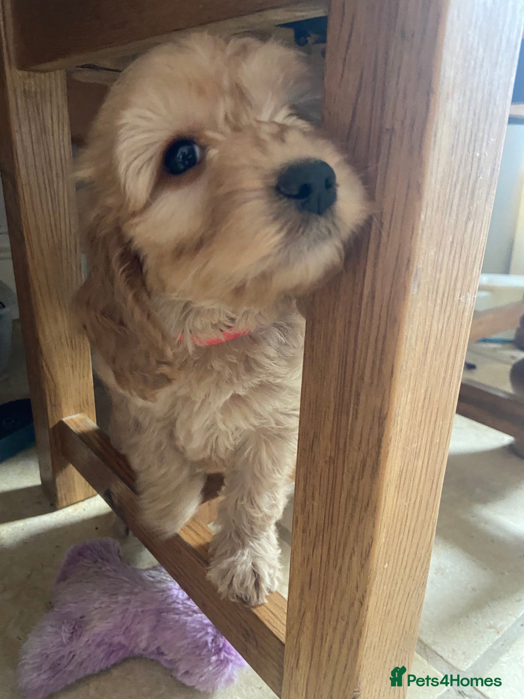Cockapoo dogs for sale: F1 Apricot / Red Cockapoo’s  in Wetherby - Image 9