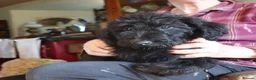 Labradoodle dogs for sale: Labradoodle Puppies Last 2 Boys Price Reduced - Advert 8