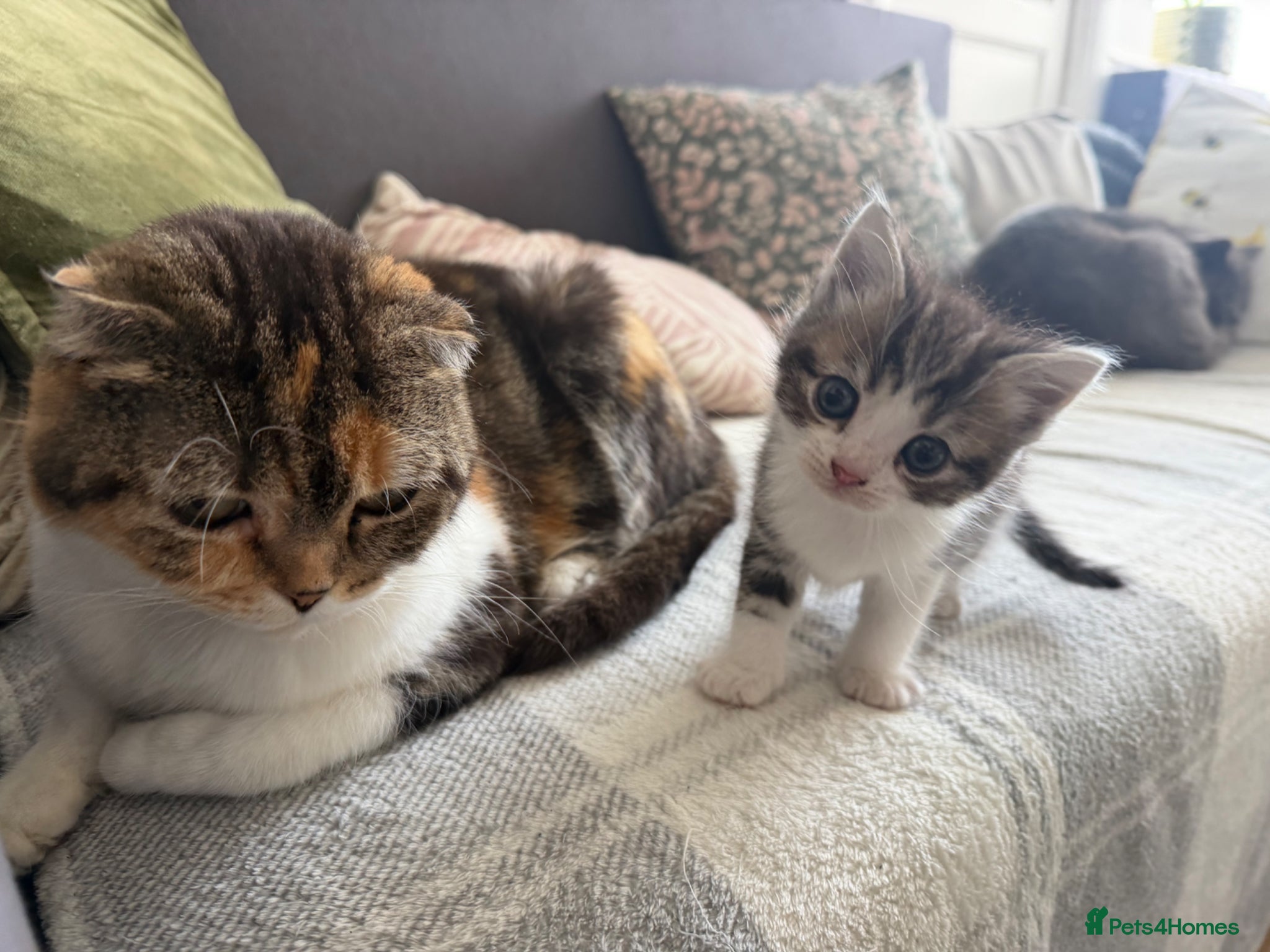 Scottish Fold cats Adorable kittens - Advert 11