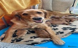 Golden Retriever dogs for sale: KC reg Golden Retriever Puppies (working type) - Image 7