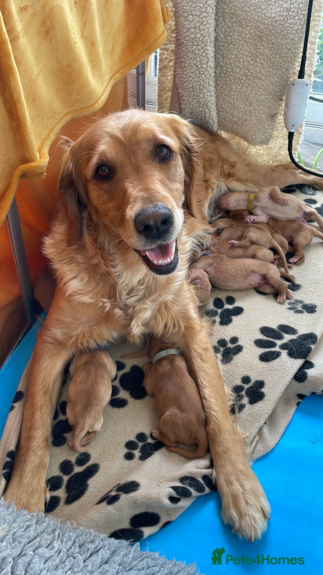 Golden Retriever dogs for sale: KC reg Golden Retriever Puppies (working type) - Image 7