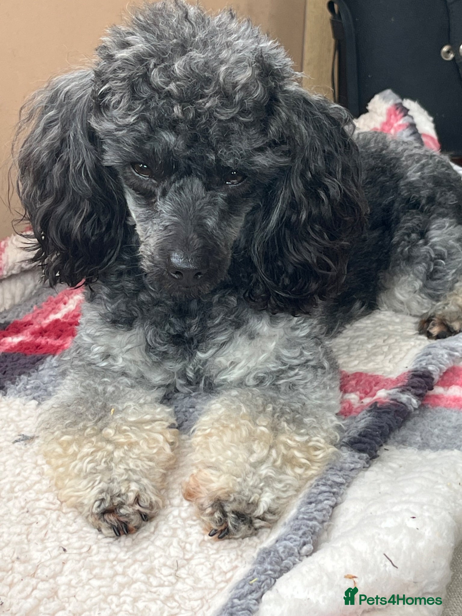 Toy Poodle dogs Toy poodle  - Advert 1